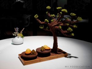 Origines-arbre chocolat