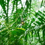Thaïlande-Khao Sok-araignée