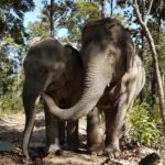 Thaïlande-éléphants