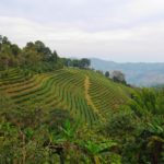 Thaïlande-plantations thé-Mae salong