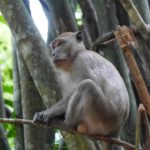 Thaïlande-Khao Sok-Macaque