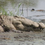 crocodile serengeti
