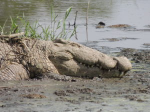crocodile serengeti