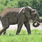 elephant tarangire