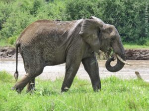 elephant tarangire