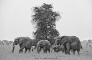 elephants serengeti