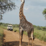 girafe serengeti