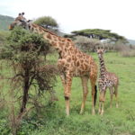 girafe serengeti