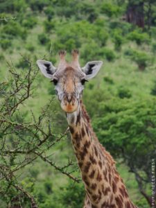 girafe tarangire