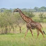 girafe tarangire