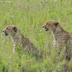 guepards serengeti