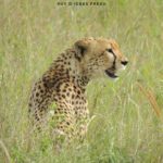 guepard serengeti