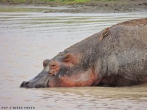 hippo ngorongoro