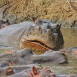 hippo serengeti