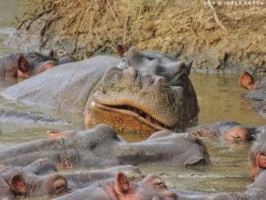 hippo serengeti