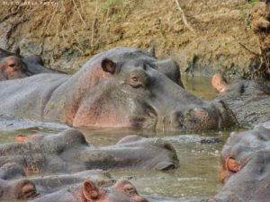 hippo serengeti