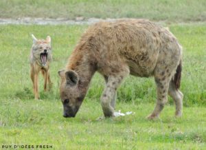 hyene et chacal ngorongoro