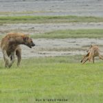 hyene et chacal ngorongoro