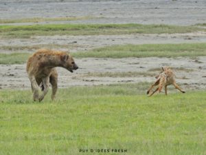 hyene et chacal ngorongoro