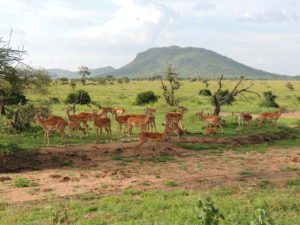 impala serengeti