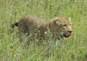 leopard serengeti