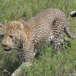 leopard serengeti