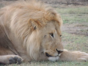 lion ndutu