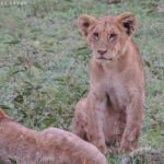 lionceaux serengeti