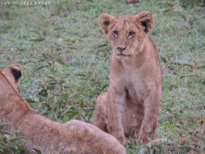 lionceaux serengeti
