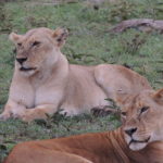 lionnes serengeti