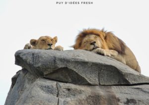 lions rocher serengeti