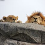 lions rocher serengeti