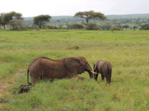 maman elephant tarangire