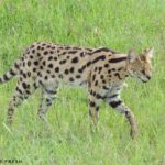 serval serengeti