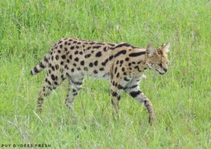 serval serengeti
