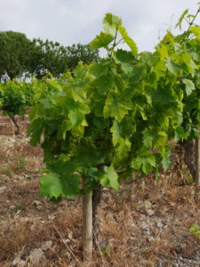 Château la Peyrade-muscat