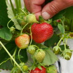 fraises Vergers Ornon