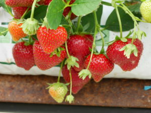 fraises Vergers Ornon