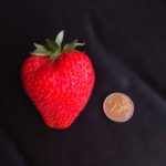 énorme fraise auvergne